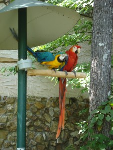 Parrot Mountain