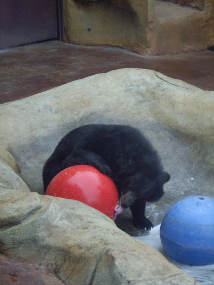 Black Bear