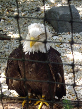 American Bald Eagle