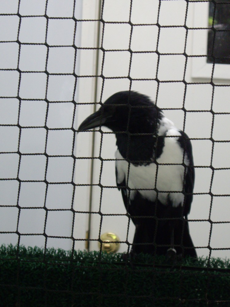 Friar Tuck the African Pied Crow
