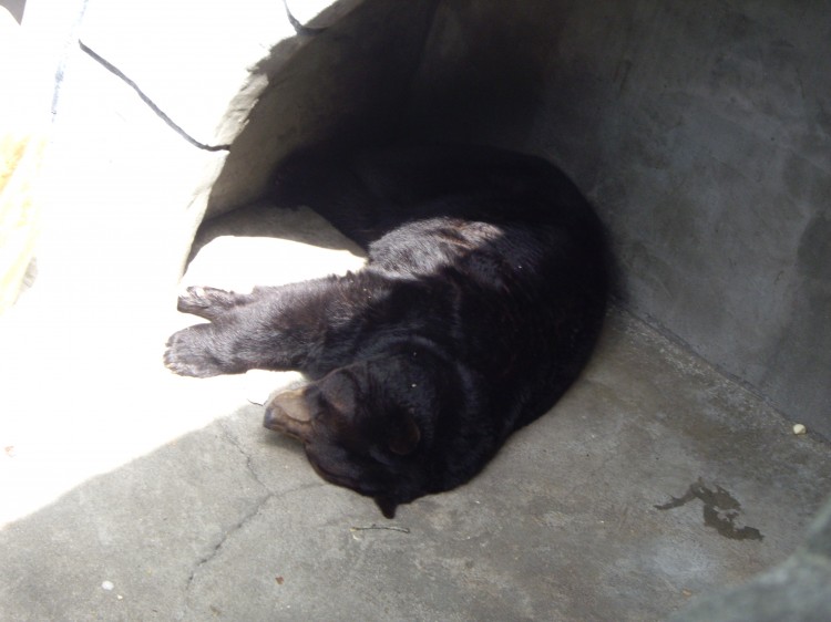 Let sleeping bears (and greyhounds) lie...