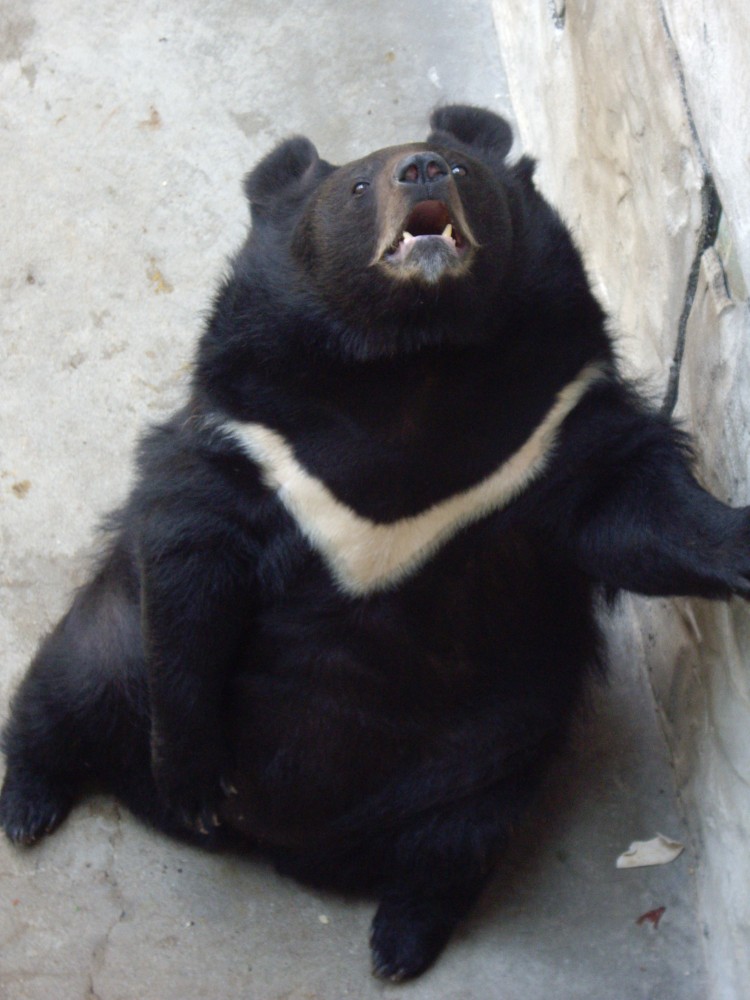 Hungry bear